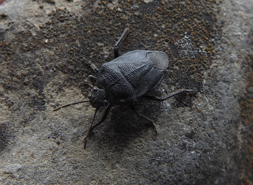 Agatharchus herrichii · iNaturalist