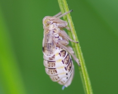 Dicranotropis hamata