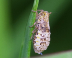 Dicranotropis hamata