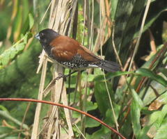 Spermestes bicolor nigriceps