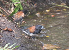 Spermestes bicolor nigriceps