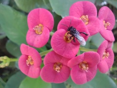 Frieseomelitta paupera