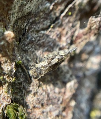 Myopsocidae