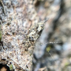Myopsocidae