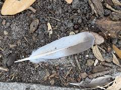 Columba livia domestica