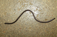 Epictia borapeliotes