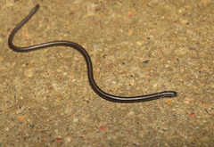 Epictia borapeliotes