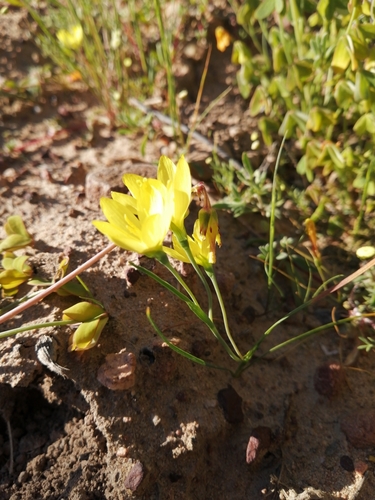 Geissorhiza ornithogaloides