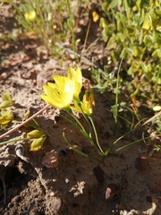 Geissorhiza ornithogaloides