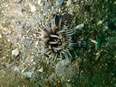 Anthopleura michaelseni