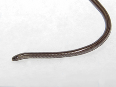 Epictia borapeliotes