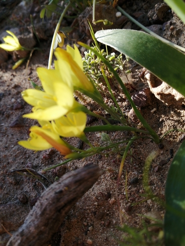 Geissorhiza ornithogaloides