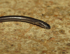 Epictia borapeliotes