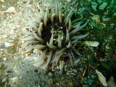 Anthopleura michaelseni