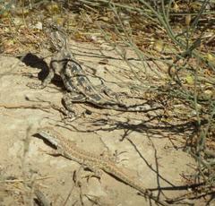 Meroles suborbitalis