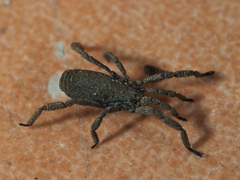 Anelasmocephalus