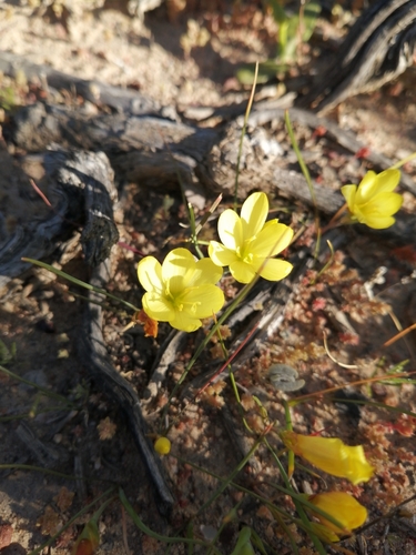 Image of Geissorhiza ornithogaloides by (c) Danie Palm, some rights reserved (CC BY)