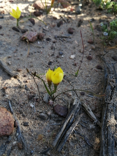 Geissorhiza ornithogaloides