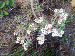 Crassula pruinosa