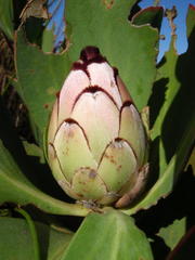 Protea stokoei