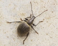 Otiorhynchus pseudonothus