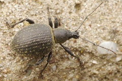 Otiorhynchus pseudonothus