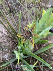 Ferraria crispa