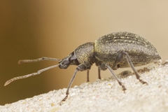 Otiorhynchus pseudonothus