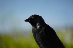 Corvus monedula