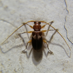 Pseudolepturges triplarinus