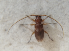 Pseudolepturges triplarinus