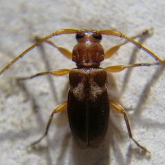 Pseudolepturges triplarinus