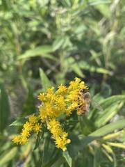 Apis mellifera