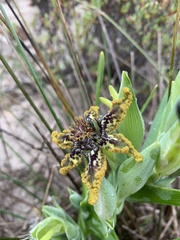 Ferraria crispa