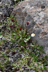 Packera heterophylla