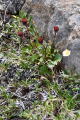 Packera heterophylla