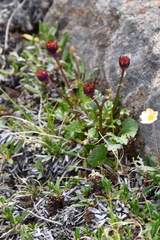 Packera heterophylla