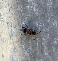 Encyrtinae