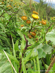Helichrysum mutabile