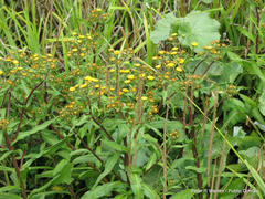 Helichrysum mutabile