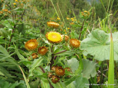 Helichrysum mutabile