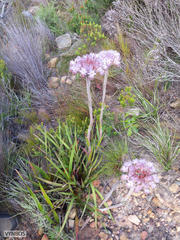 Dilatris corymbosa
