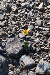 Packera heterophylla