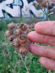Arctium × nothum