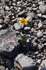 Packera heterophylla