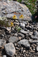 Packera heterophylla