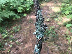 Parmelia pseudosulcata