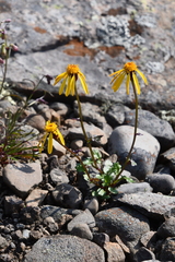 Packera heterophylla