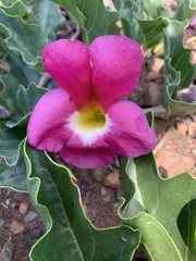 Harpagophytum zeyheri