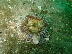 Anthopleura michaelseni